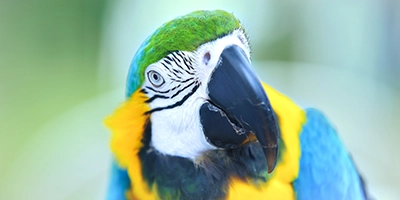 Tierfoto Papagei schaut in die Kamera mit link zum Tier Fotoworkshop
